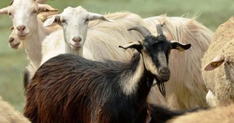 30 ilin qəssabı 15 baş heyvan oğurladı Cəzalandırıldı