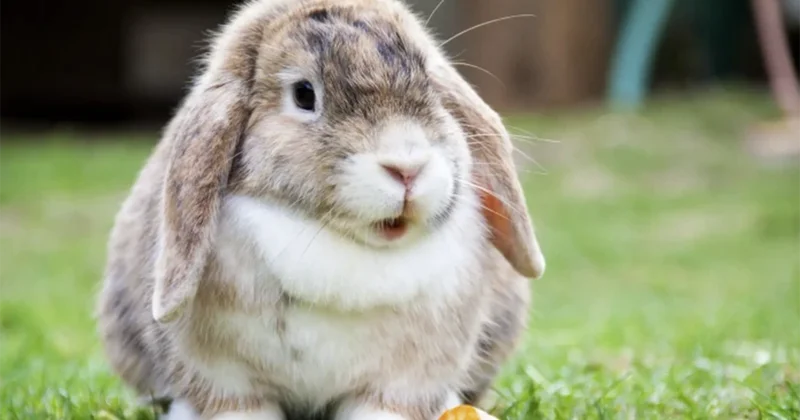 “Azərdovşansaxlayan” adlı QHT də var imiş