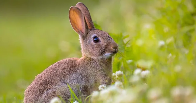 Azərbaycanda bu adda QHT də varmış “Azərdovşansaxlayan”