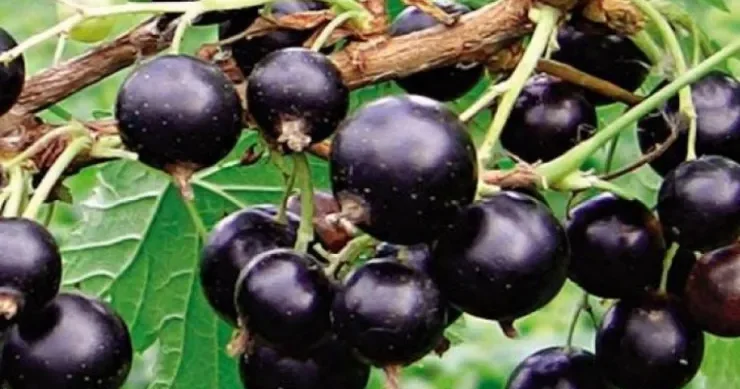 Qara qızıl: Şəkəri və qan təzyiqini tənzimləyən meyvə