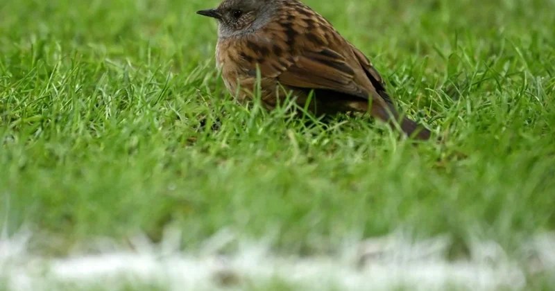 İngiltərədə futbol matçı meydanın donması səbəbindən ləğv edildi