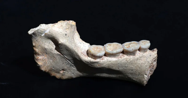 Homo sapiens və neandertallıların güman edilən ümumi əcdadının qalıqları tapılıb