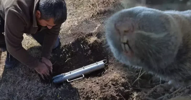 Türkiyədə 3 yeni növ endemik gəmirici kəşf edildi