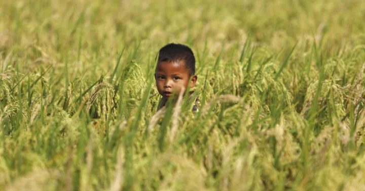 2025 ci ildə qlobal qida qiymətləri düşüb