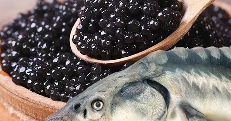 Nərə kürüsünü xaricə 2 min manata satıb, Çindən 500 manata kürü alırıq