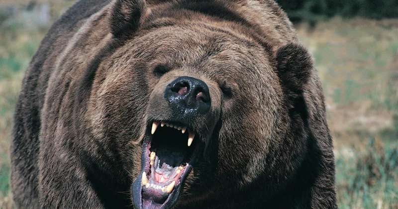 В США медведь прожил в подвале жилого дома 37 дней