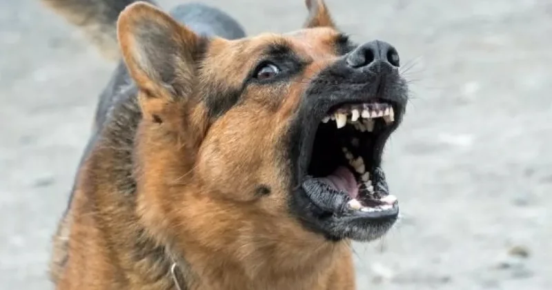 Bakı kəndində sakinlər kütləvi hücuma məruz qalır