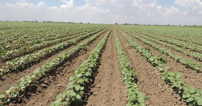 “Daha böyük təsir aqrar sahəyə olacağı üçün bu il kənd təsərrüfatı məhsullarının qiyməti yüksək sürətlə artacaq”
