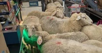 Qoyun sürüsü marketi bir birinə qatdı VİDEO