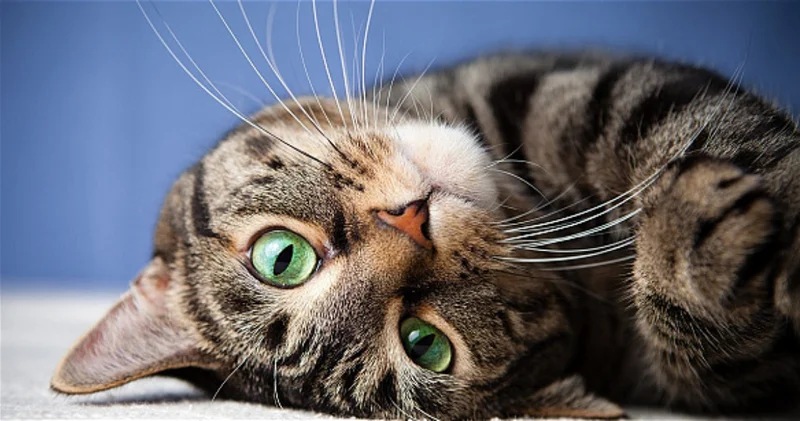 Нидерланды запретили торговлю двумя популярными породами кошек
