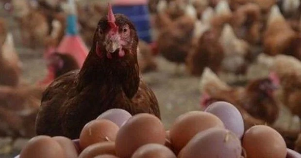 Toyuq ixracı dayandırıldı Azərbaycanda qiymətlər DƏYİŞƏCƏK?