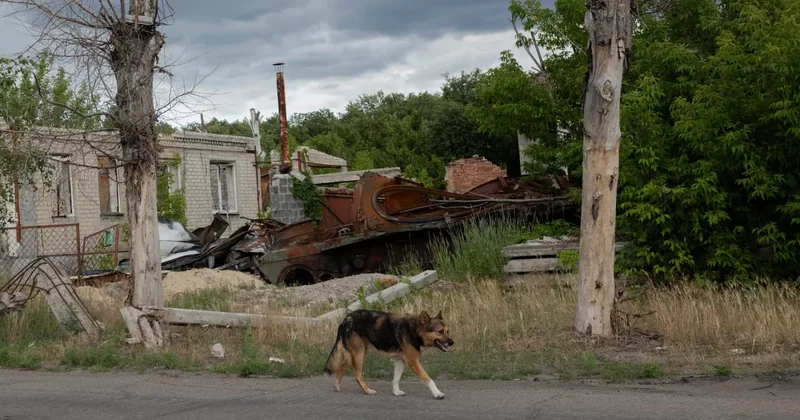 The New York Times: Боевые действия повлияли на эволюцию брошенных собак в Украине