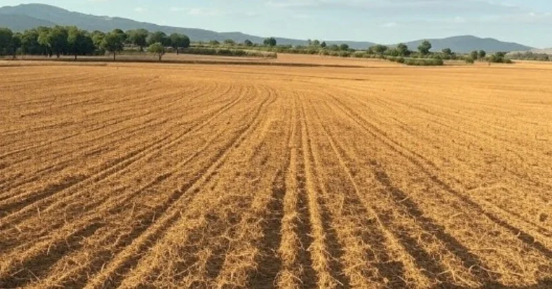 Bələdiyyələrin torpaq oyunu pozuldu Minlərlə hektar geri alındı