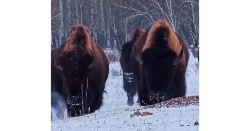 Канадские бизоны успешно адаптировались в Казахстане ВИДЕО