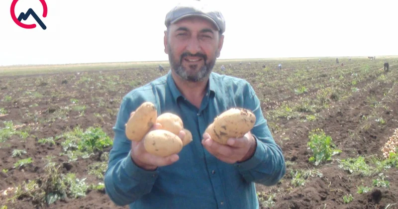 “Aldıqları kartofun pulunu vermədilər, 300 min manat ziyandayıq”
