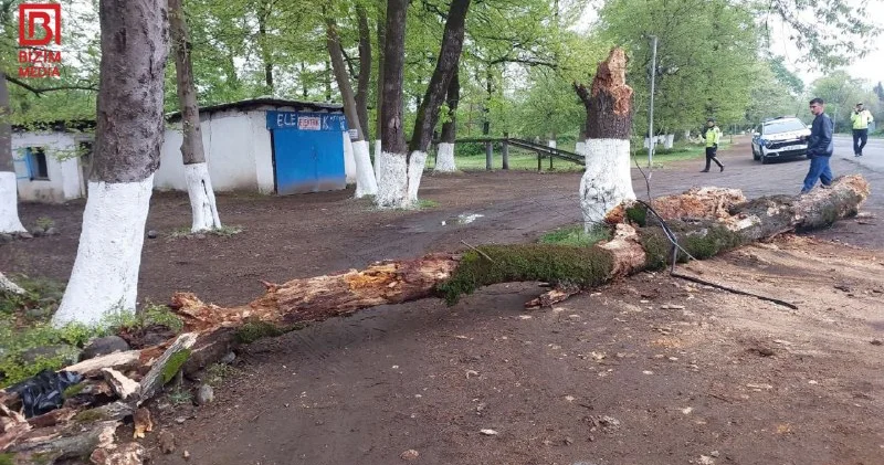 В Лянкяране гнилое дерево рухнуло на машину: Пострадали трое Minval Politika