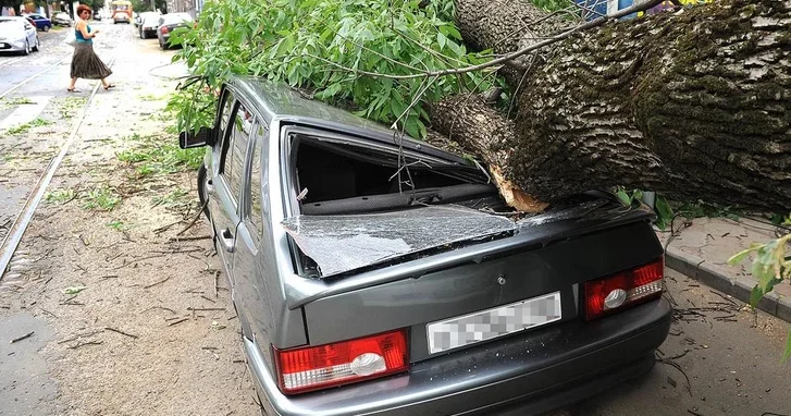 В Лянкяране на автомобиль упало дерево: пострадали два человека