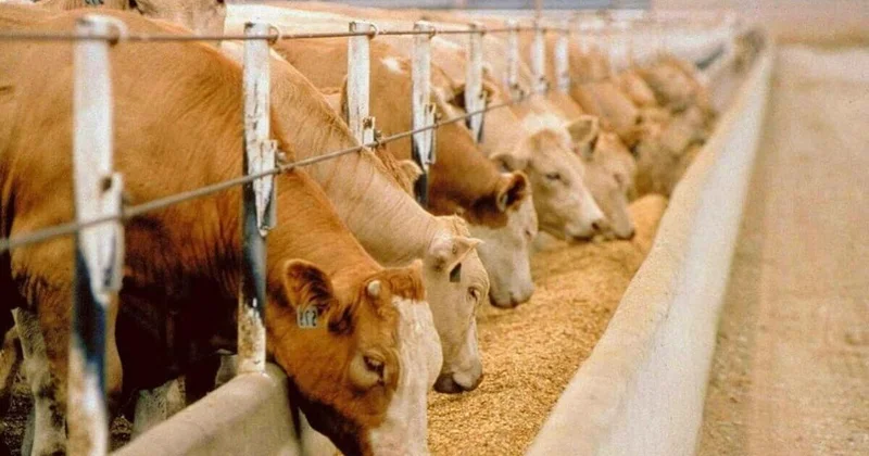 Boehringer Ingelheim о возможности экспорта произведенных в Казахстане вакцин против ящура (Эксклюзив)