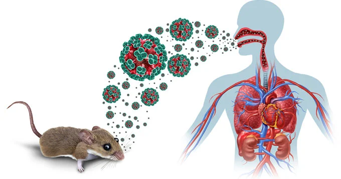 SOS: Hantavirus sürətlə yayılır KONKRET