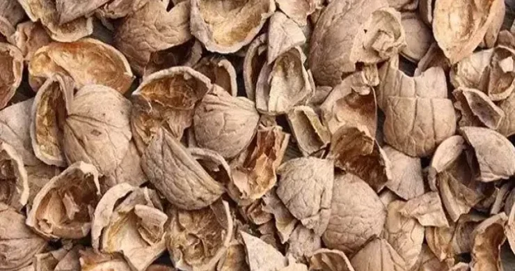 Qoz qabığı tüklərin kökünü qurudur