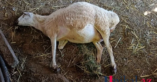 Cəlilabadda xırdabuynuzlu heyvanlar kütləvi şəkildə tələf olub