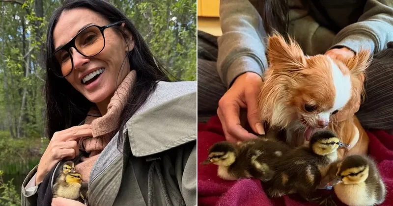 Demi Mur ördək balalarını xilas etdiyinə görə qınanıb