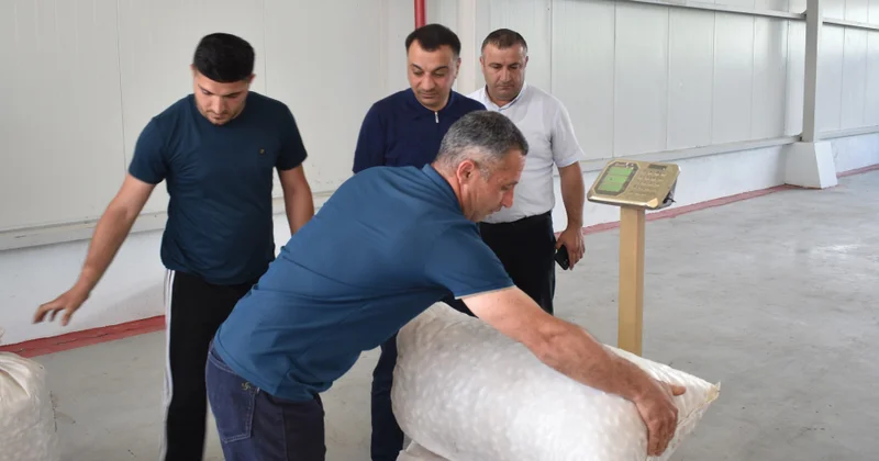Zaqatalada mövsümün ilk günündə 712,5 kiloqram yaş barama təhvil verilib