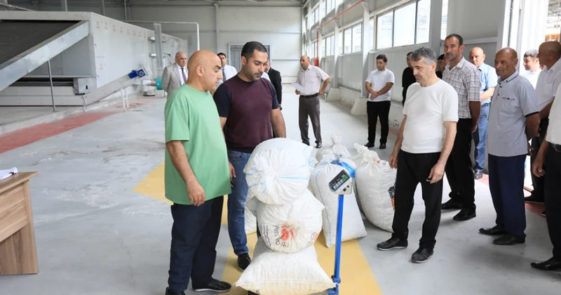 Zərdabda barama təhvilinə başlanılıb tədarük həcminin bu il də yüksək olacağı gözlənilir