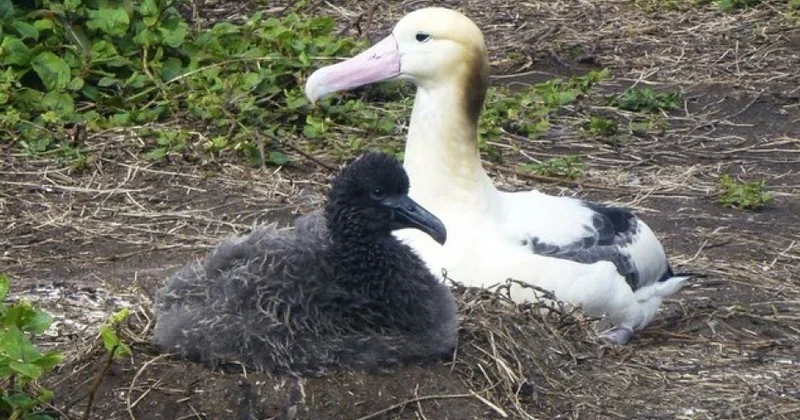 Nəsli kəsildiyi düşünülən albatroslar Yaponiyada yenidən çoxalır