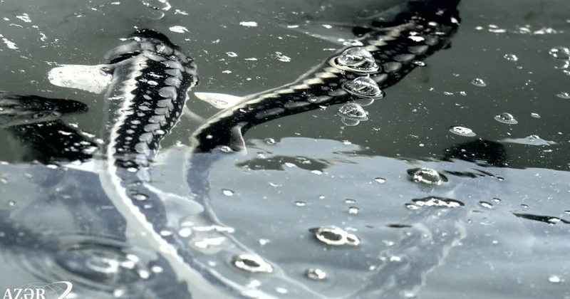 Nərə balığının ixrac qiyməti təəccübləndirdi