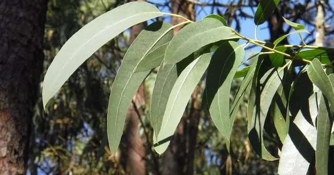 Avstraliyadan dünyaya yayılan evkalipt sadəcə bir ağac deyil, həm də şəfa mənbəyi kimi tanınır Video