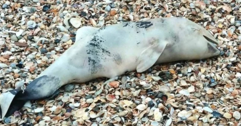 Odessa sahillərində 15 ölü delfin aşkarlanıb