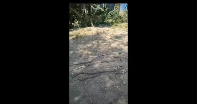 EVİNƏ İLANLAR DOLUB, QORXU İÇİNDƏ YAŞAYIRLAR Aidiyyəti qurumlardan xahiş edirəm ki, bizə kömək etsinlər... / Video