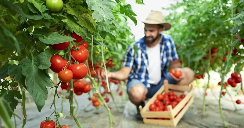 İkiqat məhsul üçün iyul ayında pomidorları belə SULAYIN? 7 sadə qayda