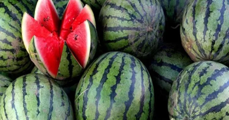 Azərbaycanda qarpızlara bu dərmanlar vurulur, xərçəngə yoluxma riski var XƏBƏRDARLIQ