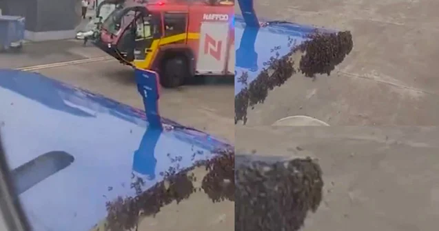 Hindistanda arı sürüsü təyyarəni zəbt etdi, uçuş ləngidi Video