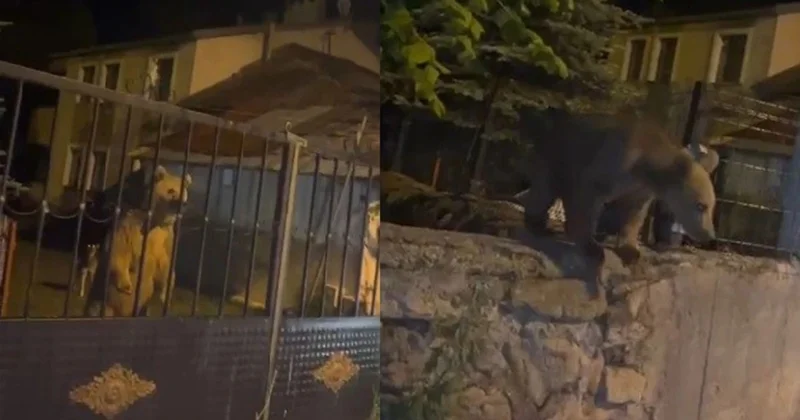 Qonaq gəlib ayılar bizə...