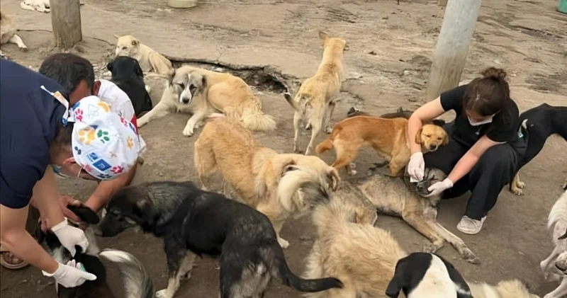 ​Göyçaylı xanımdan nümunəvi addım FOTO