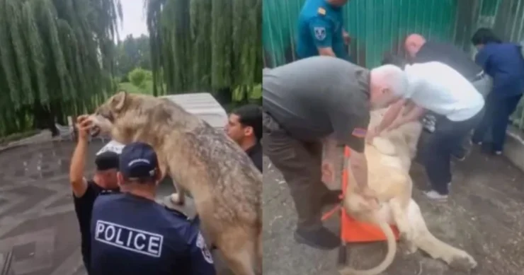 ​Erməni oliqarxın şiri öldü, timsahı isə... Paşinyan işə qarışmalı oldu