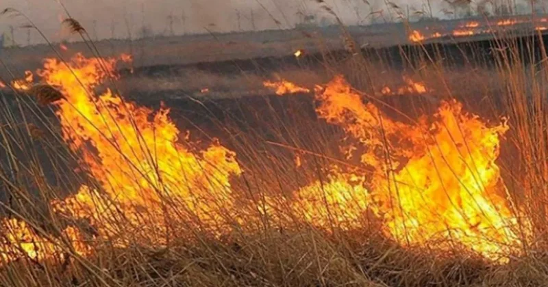 В Азербайджане задержан неадекватный поджигатель ФОТО