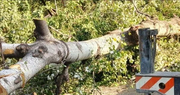 Ağac aşdı, yol bağlandı FOTO KONKRET