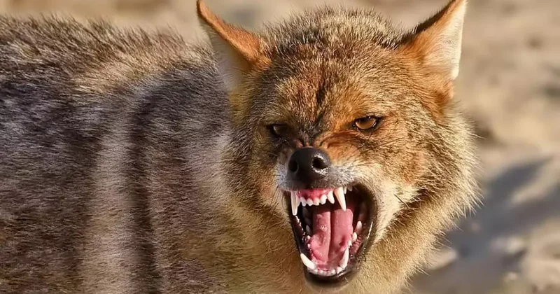 В Азербайджане шакал напал на сельчан