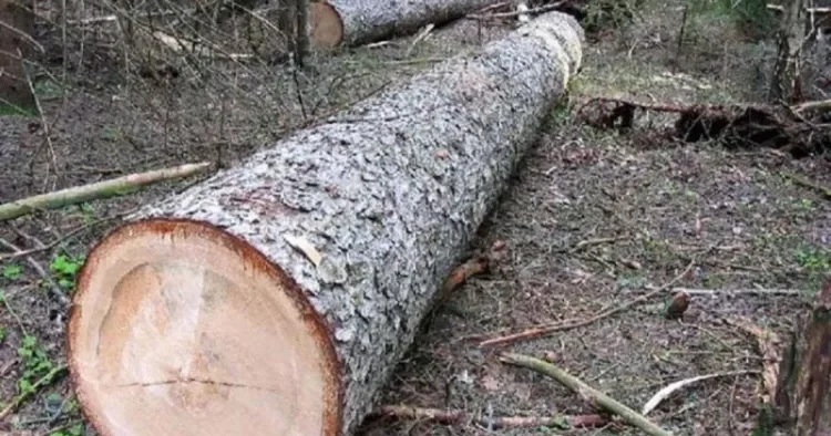 Odun yığmağa getdi, üzərinə ağac aşaraq ÖLDÜ