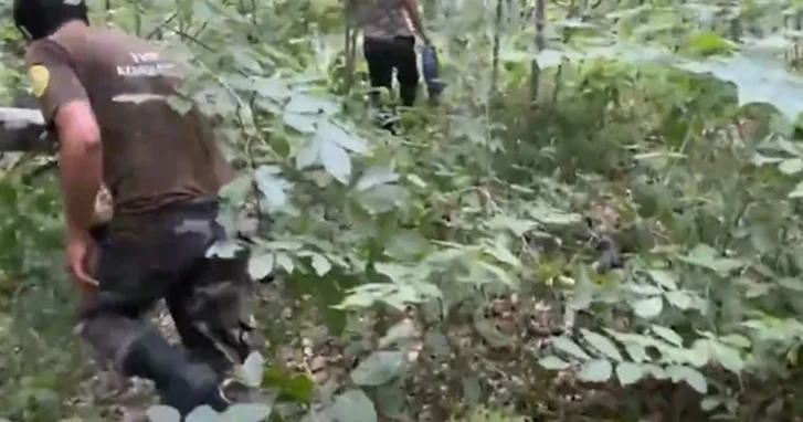Спасатели МЧС нашли живым пропавшего в лесу жителя Шабранского района