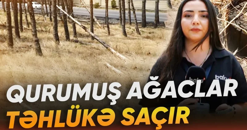 Binəqədidə qurumuş ağaclarla bağlı niyə tədbir görülmür? (VİDEO)