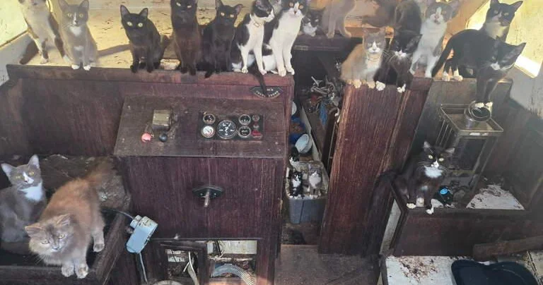 ABŞ da tərk edilmiş yelkənli qayıqda 31 ac pişik tapılıb FOTO