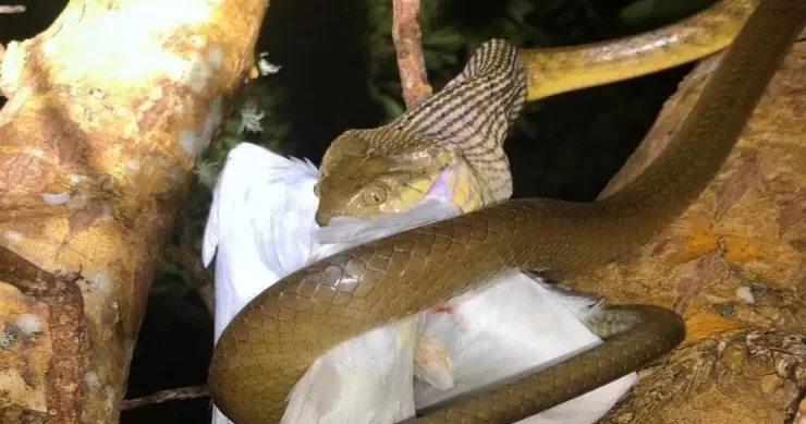 Bir ovuc ilan bütün adanı ələ keçirdi