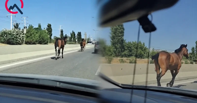 Bakıda magistralla qaçan cins atlar kimindir? Video