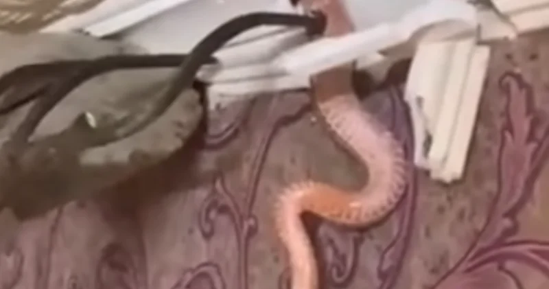 Evin tavanından qızıl ilan çıxdı Azərbaycanda ailənin qorxulu anları VİDEO