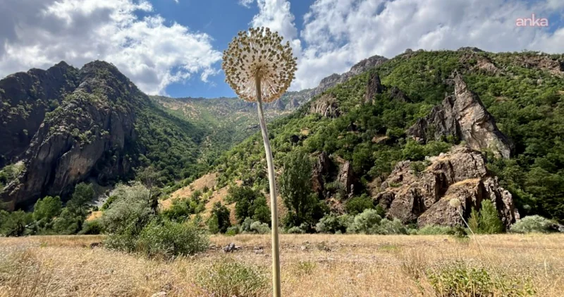 Dağdan sarımsaq dərdilər, 3 milyonluq cərimə edildilər